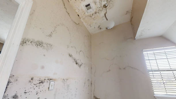 Best Air Quality Testing for Mold Spores  in Box Elder, SD