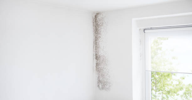 Best Industrial Mold Remediation  in Box Elder, SD