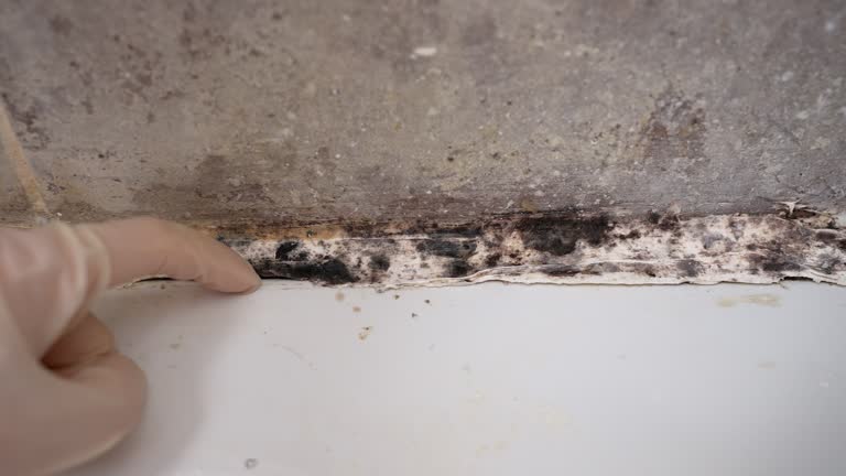 Best Emergency Mold Remediation  in Box Elder, SD