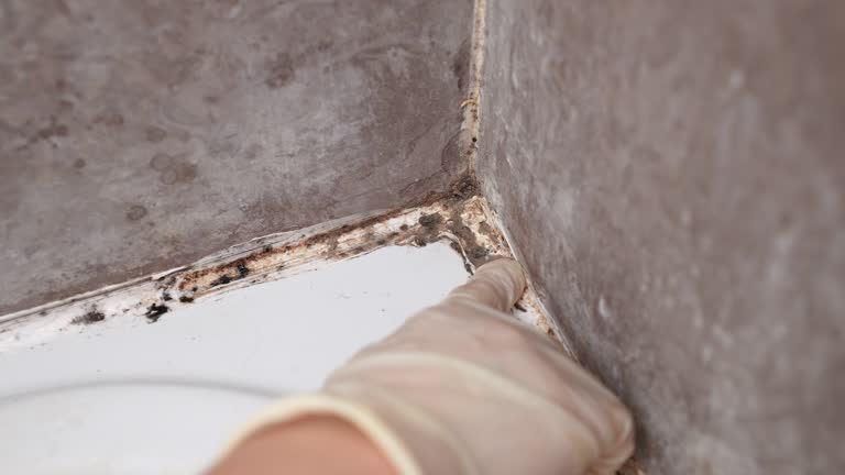 Best Forensic Mold Investigation  in Box Elder, SD